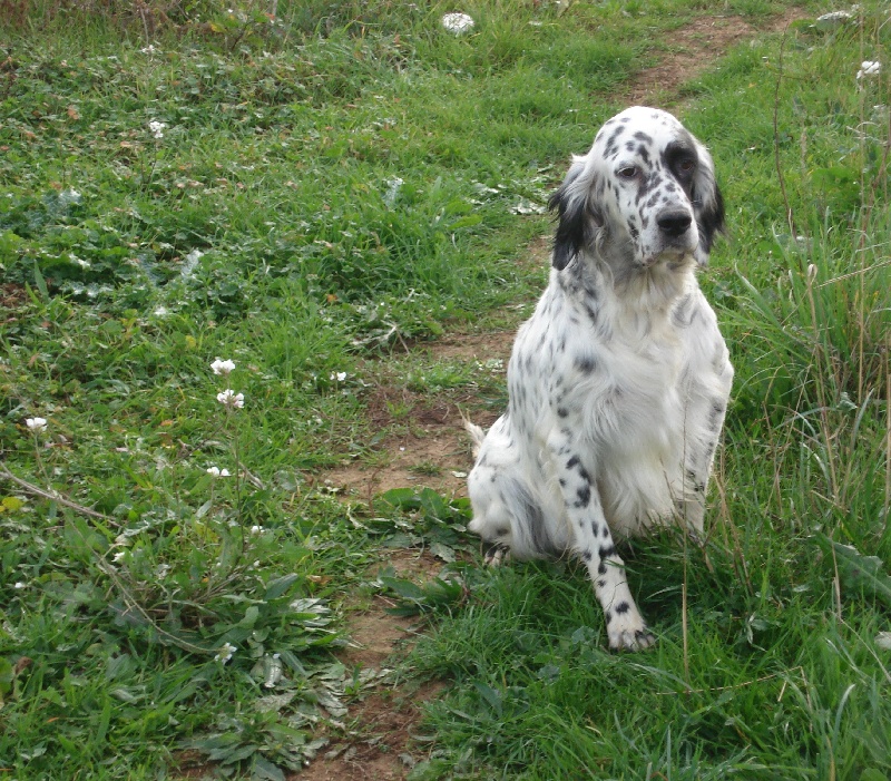CH. Valse de L'Echo de la Forêt