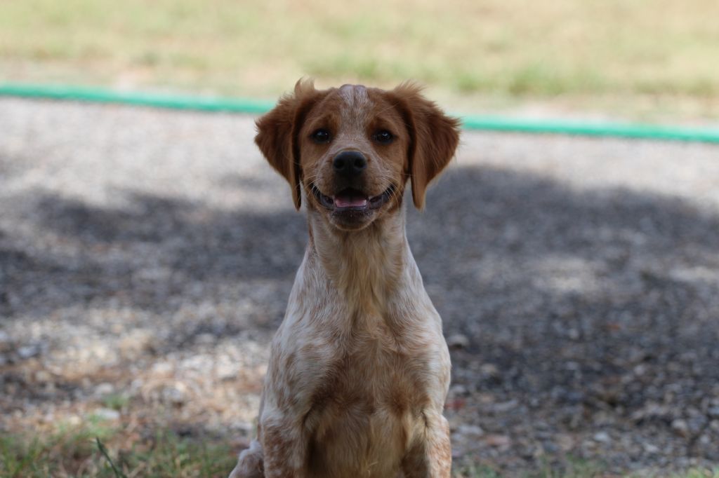CHIOT
